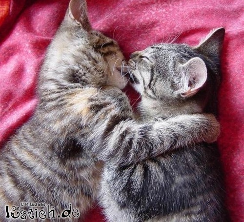 13754-katzen-knutschen.jpg
