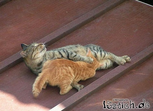 21305-katzen-porno.jpg