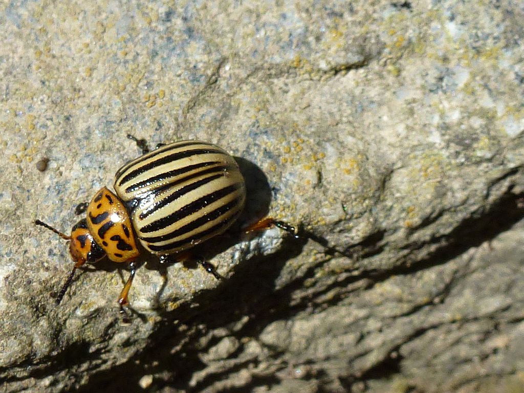 2807-im-garten.jpg