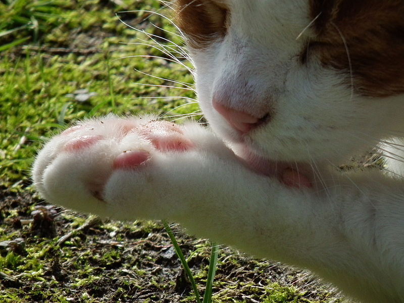 800px-pfote_leckende_katze.jpg