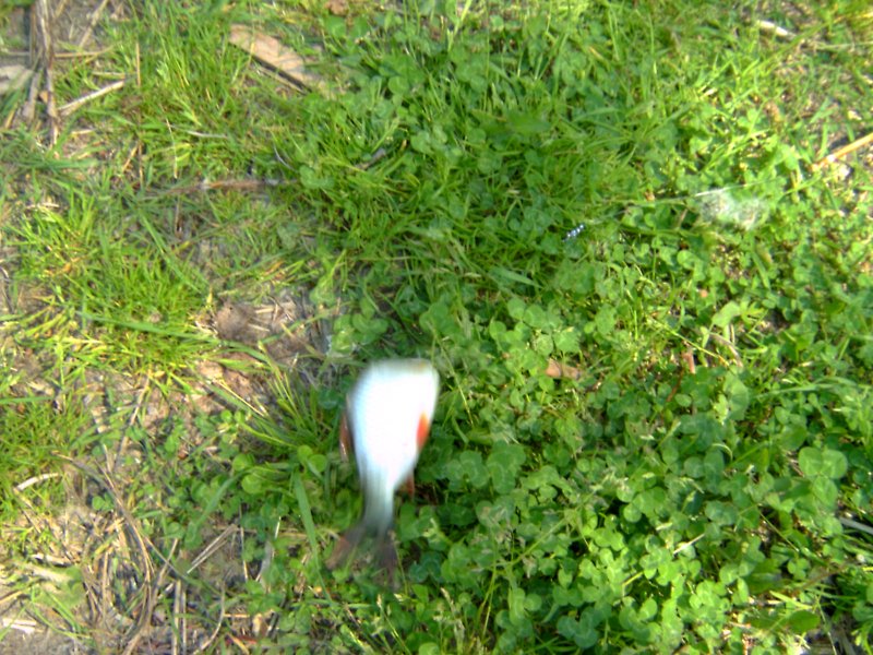 IMAG0060.JPG