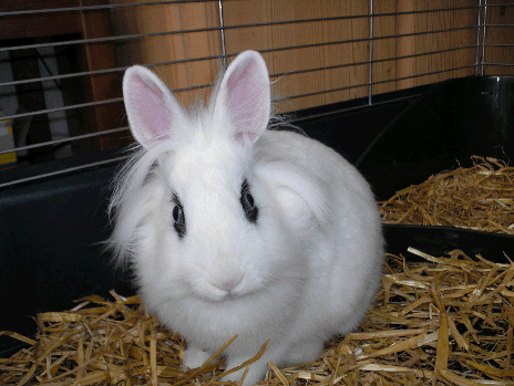 _wsb_464x349_kaninchen13.gif