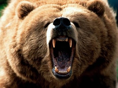 baer.jpg