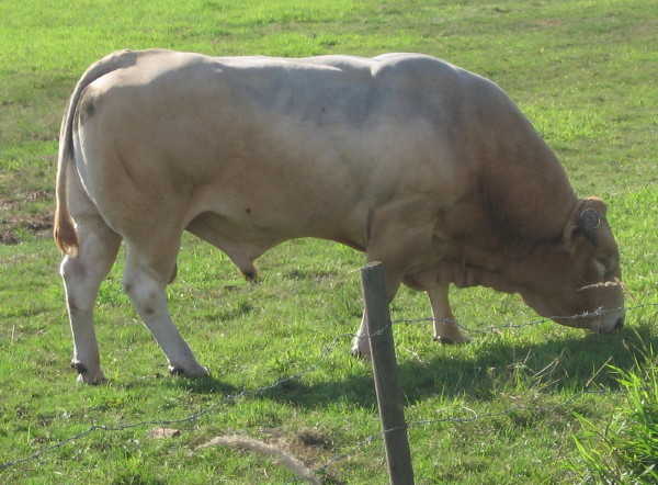 bul_1.jpg