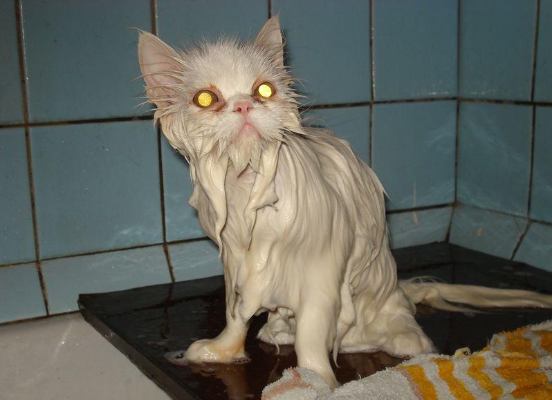 cat.jpg