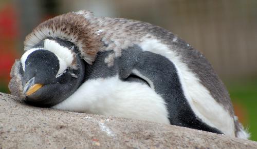eselspinguin-pygoscelis-papua-zoologie_de-tier-....jpg