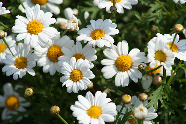 flower_1122008.jpg