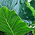 WMIH + Cooper Info alocasia