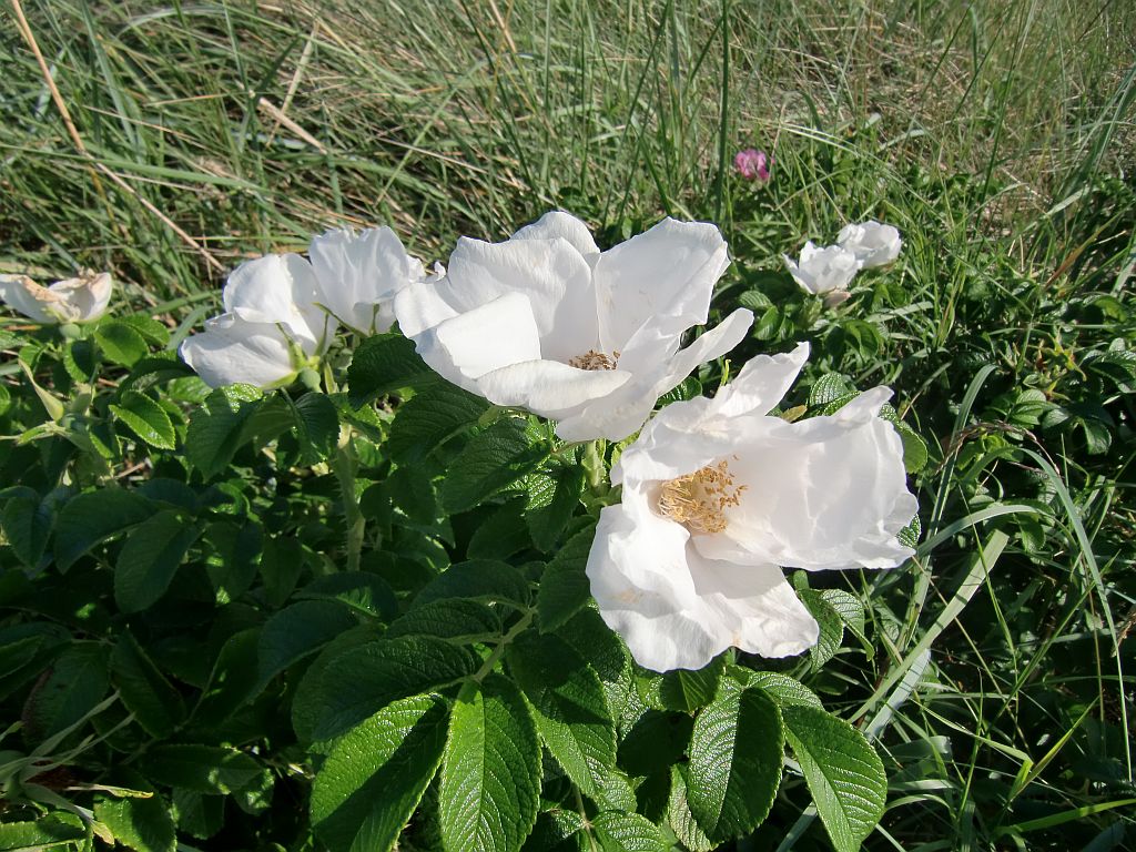 heckenrose_in_weiss.jpg