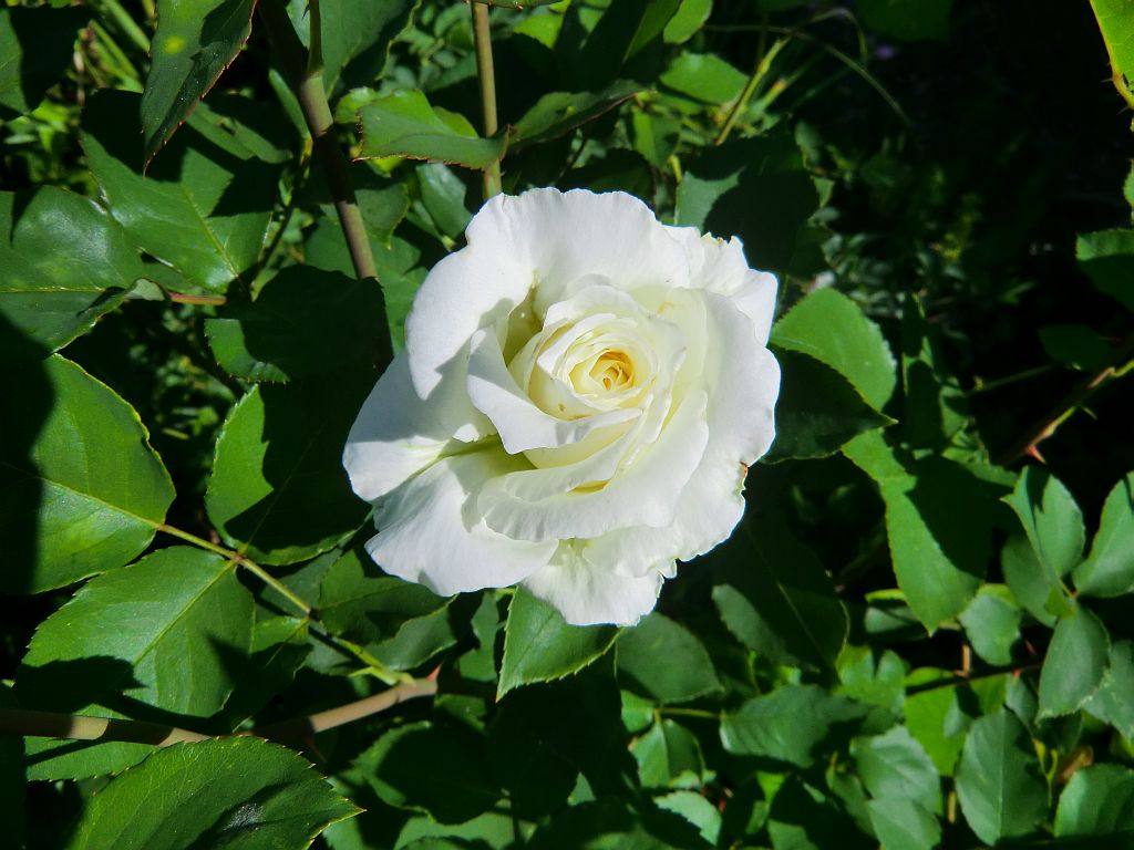 im-garten.jpg