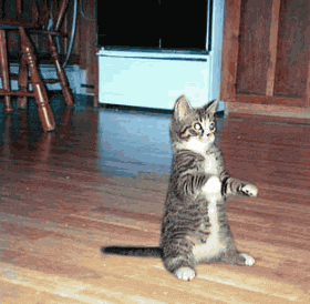 katze.gif