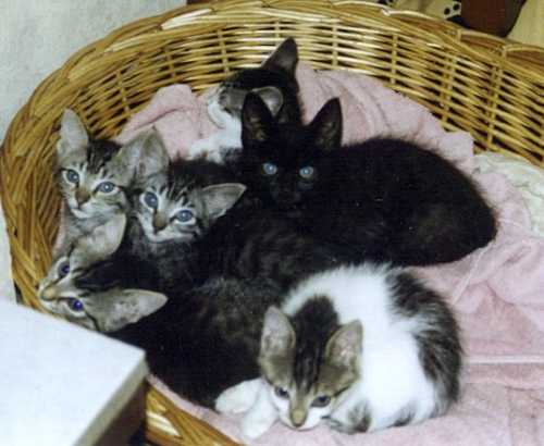 katzenkinder.jpg