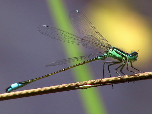 901.DAX Tipp-Spiel *Freitag* 24.10.08, 17.45 Uhr 194869