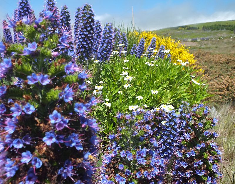 nationalblume.jpg