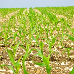 Ein Maisfeld (Symbolbild).