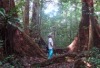 Rettet den Regenwald e.V.: Afrika: Heuschrecke gegen Regenwald 