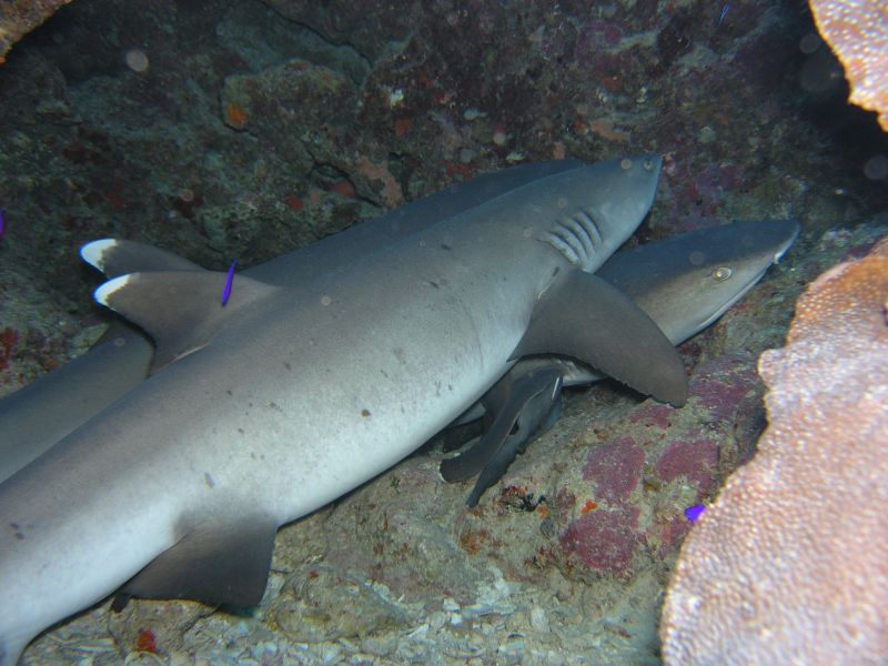 schlafende_haie_a165123