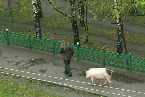 schwein_gehabt.jpg
