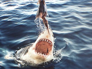 shark001.jpg