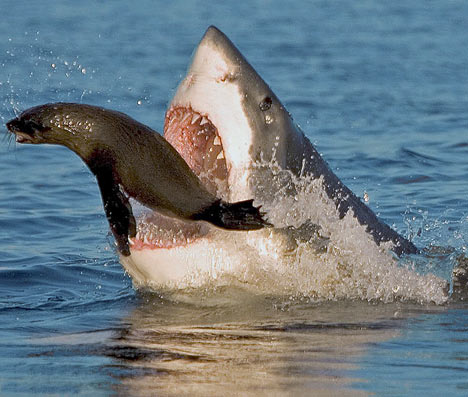 shark003.jpg