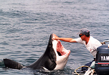 shark004.jpg