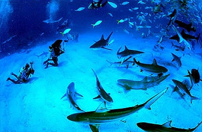 shark005.jpg