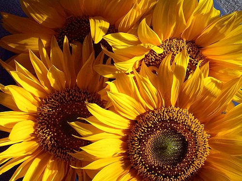Suncokreti Sonnenblumen-i_a206110
