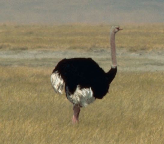 strauss_m_tanzania.jpg