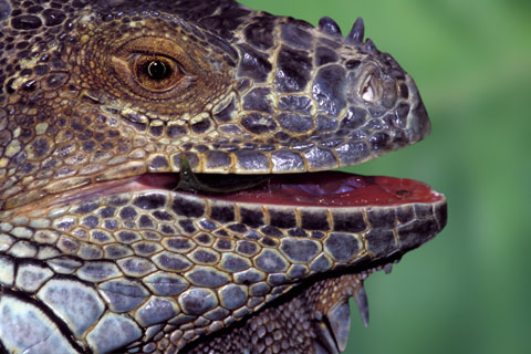 tier_reptil_leguan.jpg