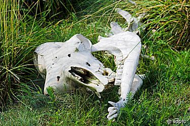 tierknochen_fuer_coba.jpg