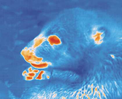 Der USA Bären-Thread 105244