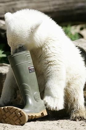 Der USA Bären-Thread 105245