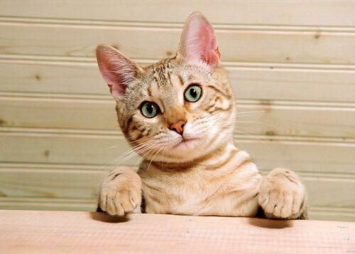 Ein Katze löste den Computerfehler aus. 322629