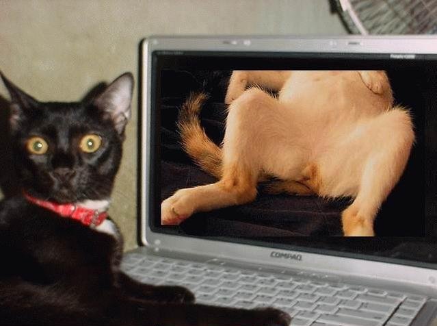 Ein Katze löste den Computerfehler aus. 318494