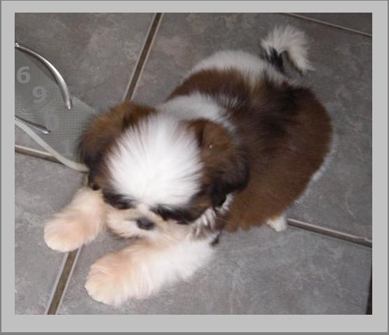 802.DAX Tipp-Spiel, Montag, 09.06.08, 17:45 Uhr 167574