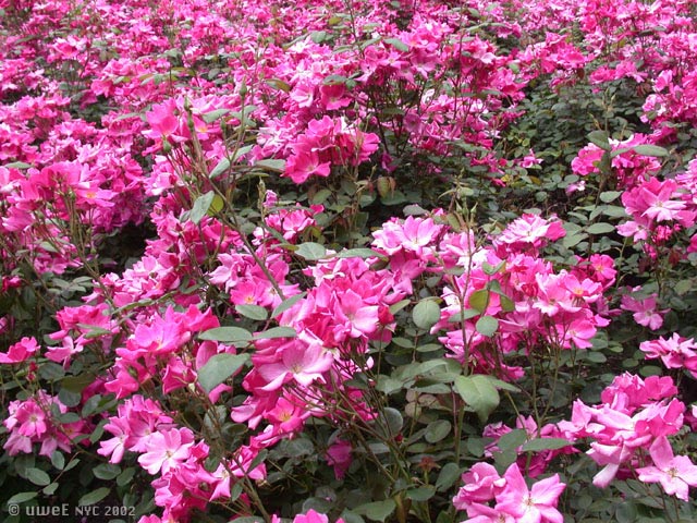 401.DAX Tipp-Spiel, Freitag, 03.11.06 65372