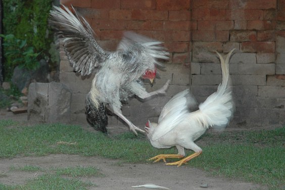 UMS - charttechnisch sehr interessant 56483