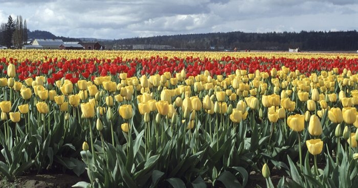 Conergy, Premium Aktien im Prügeln 203161