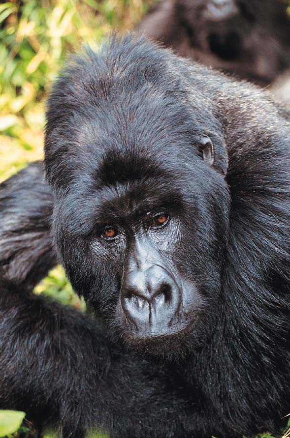 Net Ag 786740 - Es kann nur besser werden! 84221