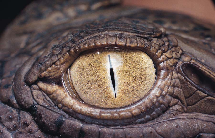 Net Ag 786740 - Es kann nur besser werden! 84284