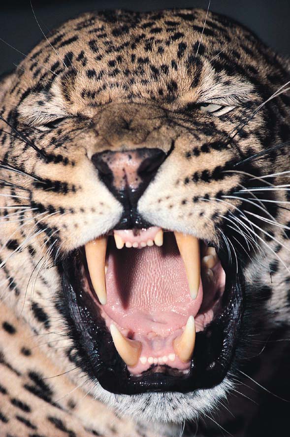 Net Ag 786740 - Es kann nur besser werden! 84841