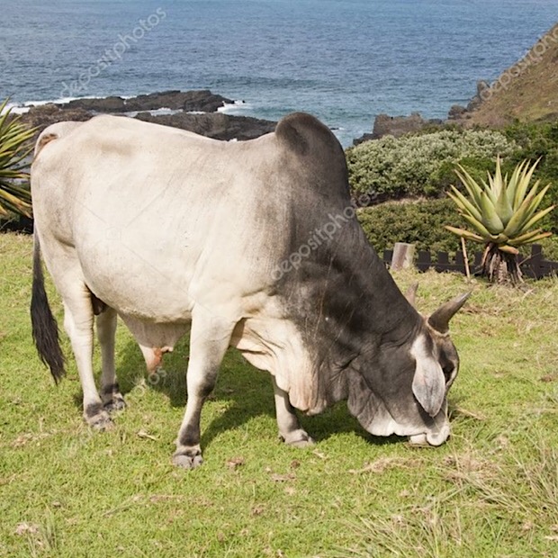 2019 QV-GDAXi-DJ-GOLD-EURUSD- JPY 1099061