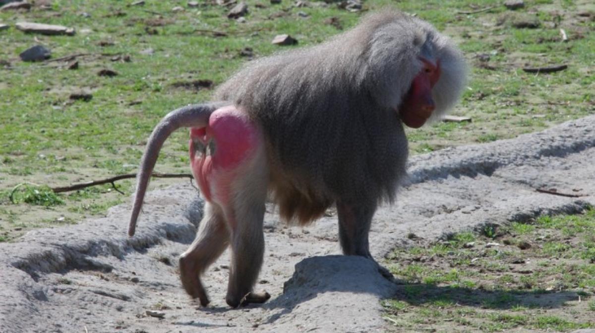 AMC Entertainment Holdings 2.0 - Todamoon?!? 1345656