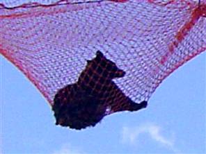 Der USA Bären-Thread 123061