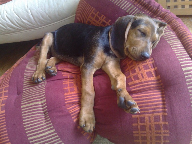 Thompson Creek Metals (Blue Pearl Mng) 168047