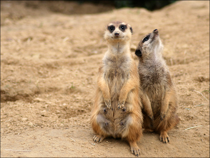 buran & wind works wower 465191