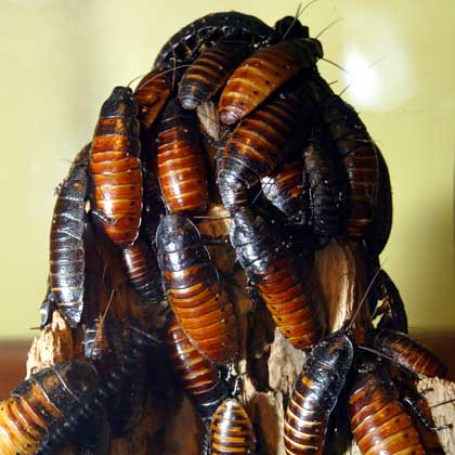 Der USA Bären-Thread 434640