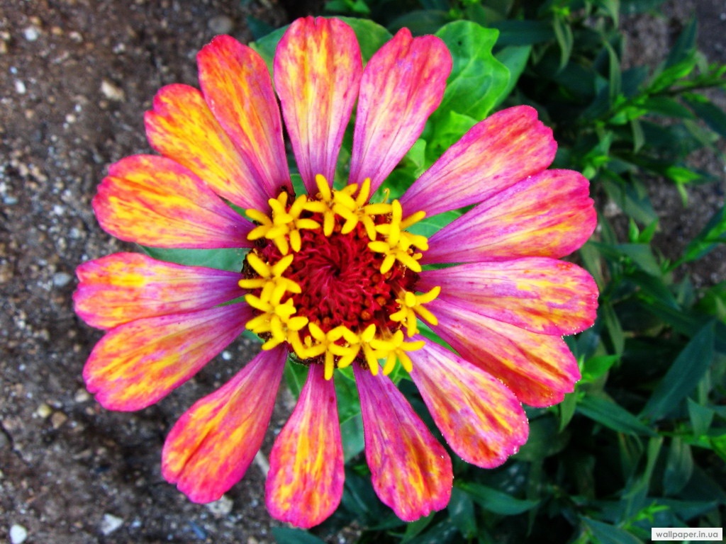 973.DAX Tipp-Spiel Dienstag,10.02.09, 17.45 Uhr 215420