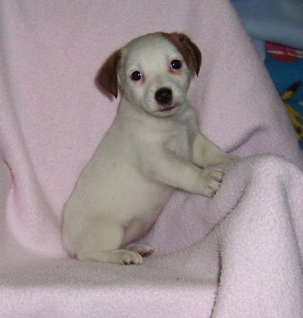 860.DAX Tipp-Spiel ** Do** 28.08.08, 17.45 Uhr 182765