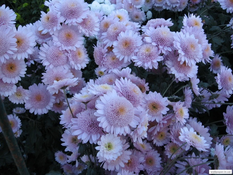 974.DAX Tipp-Spiel Mittwoch,11.02.09.17.45 Uhr 215802